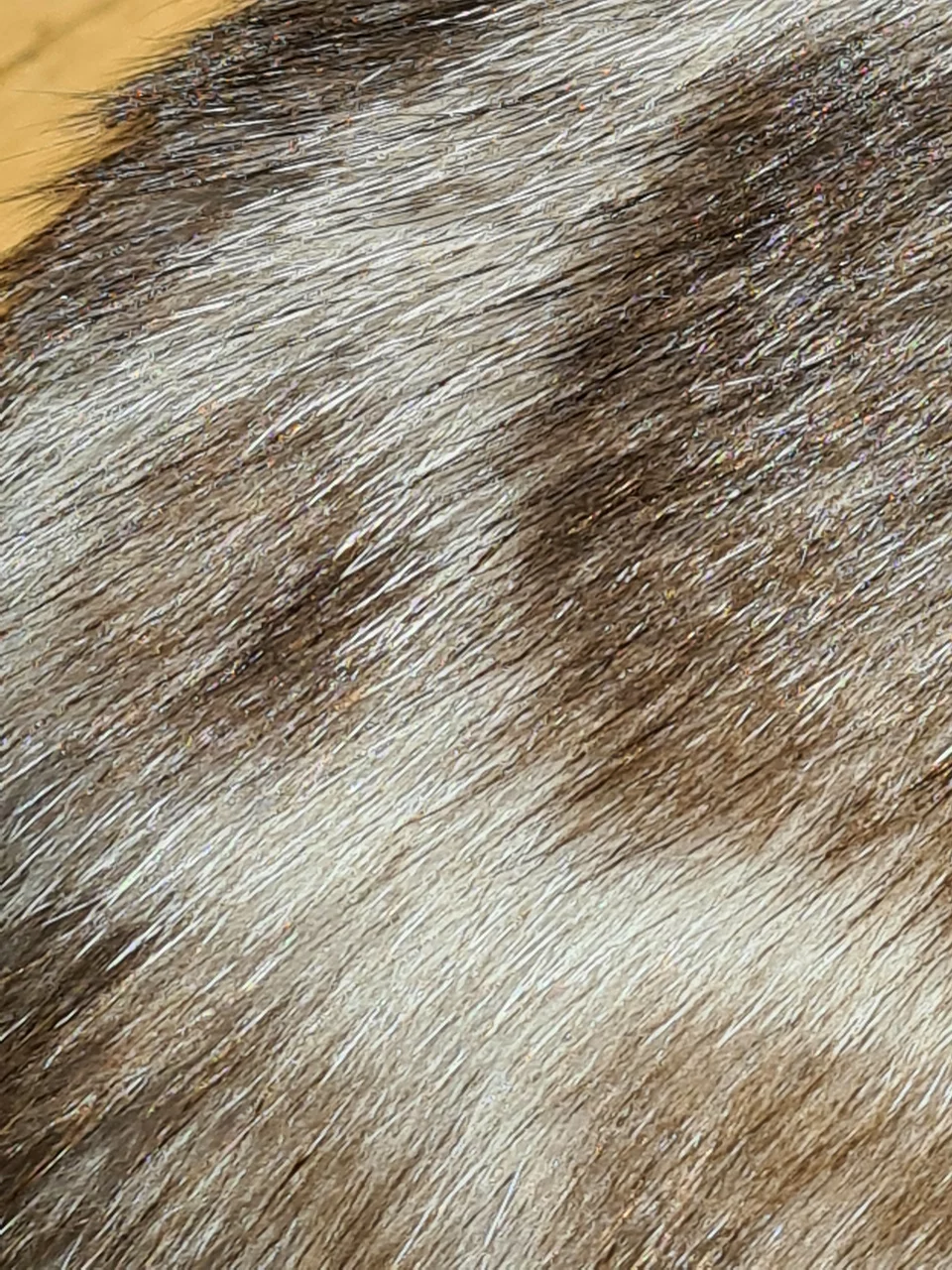 Loewenherz-Bengal